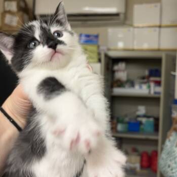 Rescue Domestic Short Hair Cats for Adoption in Pekin, Illinois - Felicity | PetCurious