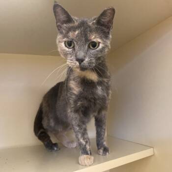 Rescue Domestic Short Hair Cats for Adoption in Dayton, Ohio - Clarise | PetCurious