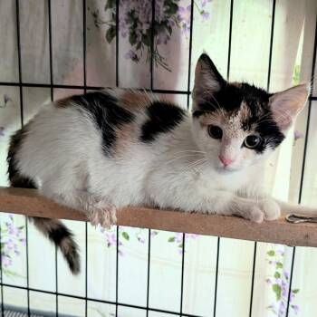 Rescue Domestic Short Hair Cats for Adoption in Evensville, Tennessee - Angel | PetCurious