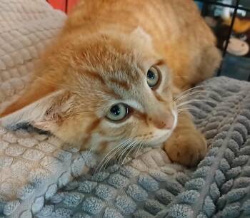 Domestic Short Hair Cats Available for Adoption in Crocker, Missouri - Hawkeye | PetCurious