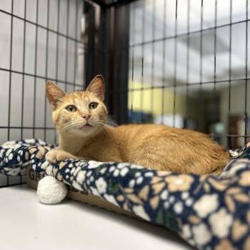 Summer Solstice -  Domestic Short Hair Cat for Adoption in Davenport, Iowa - Summer Solstice | PetCurious