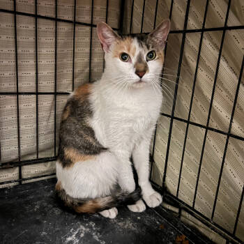 Rescue Domestic Short Hair Cats for Adoption in New York, New York - Kimchi | PetCurious