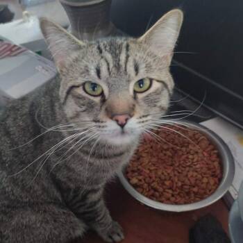 Spitz -  Domestic Short Hair Cat for Adoption in Layton, Utah - Spitz | PetCurious