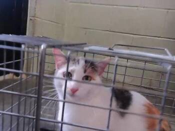 Domestic Short Hair Cats Available for Adoption in Tulsa, Oklahoma - OPAL | PetCurious