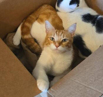 Barbie -  Domestic Short Hair Cat for Adoption in Houston, Texas - Barbie | PetCurious