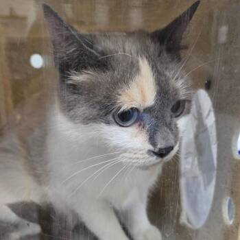Gidget -  Domestic Short Hair Cat for Adoption in Philadelphia, Pennsylvania - Gidget | PetCurious