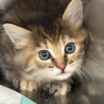 Marjorie -  Domestic Short Hair Cat for Adoption in Jeffersonville, Indiana - Marjorie | PetCurious