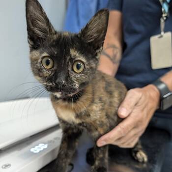 Hilda -  Domestic Short Hair Cat for Adoption in Indianapolis, Indiana - Hilda | PetCurious