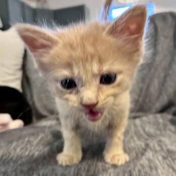 Pumpkin & Casper -  Domestic Long Hair and Domestic Short Hair Cat for Adoption in Liverpool, Texas - Pumpkin & Casper | PetCurious