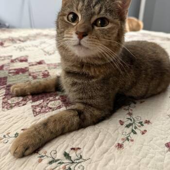 Domestic Short Hair Cats Available for Adoption in Corydon, Indiana - PJ | PetCurious