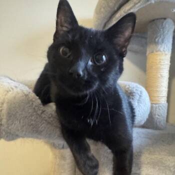 Domestic Short Hair Cats Available for Adoption in Madison, Wisconsin - Holly | PetCurious