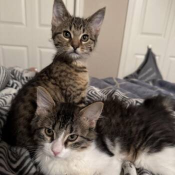 Strawberry Shortcake -  Domestic Long Hair Cat for Adoption in Puslinch, Ontario - Strawberry Shortcake | PetCurious