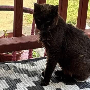 Redsheen -  Domestic Short Hair Cat for Adoption in Rochester, Minnesota - Redsheen | PetCurious