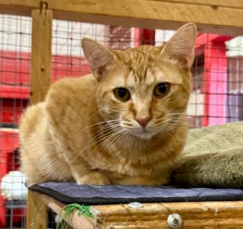 Wyatt -  Domestic Short Hair Cat for Adoption in Centerville, Georgia - Wyatt | PetCurious