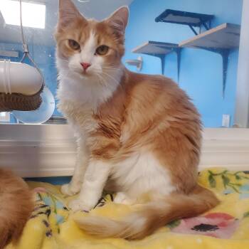 Domestic Medium Hair Cats Available for Adoption in Polson, Montana - Ringwald | PetCurious