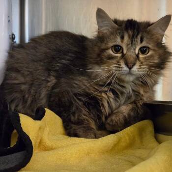 Soda Pop -  Domestic Long Hair Cat for Adoption in Asheville, North Carolina - Soda Pop | PetCurious