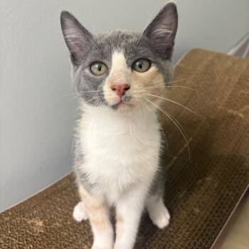 Freya -  Domestic Short Hair Cat for Adoption in Durham, North Carolina - Freya | PetCurious