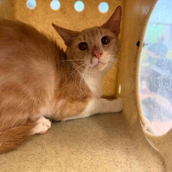Creamy -  Domestic Short Hair Cat for Adoption in Philadelphia, Pennsylvania - Creamy | PetCurious