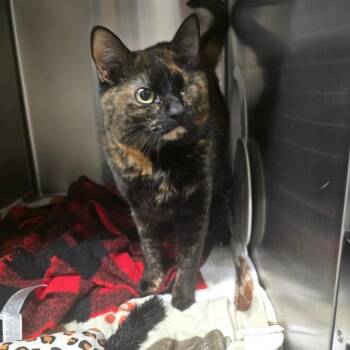 Domestic Short Hair Cats Available for Adoption in Spokane, Washington - Shiloh | PetCurious