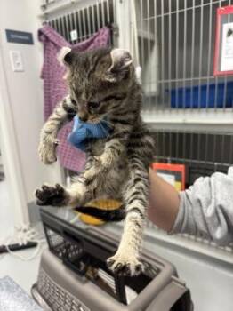 Cassidy 575-26 -  Domestic Short Hair Cat for Adoption in Cumming, Georgia - Cassidy 575-26 | PetCurious