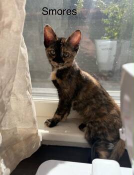 Smores -  Tortoiseshell Cat for Adoption in Wyandotte, Michigan - Smores | PetCurious