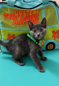 Velma -  Russian Blue Cat for Adoption in Maitland, Florida - Velma | PetCurious