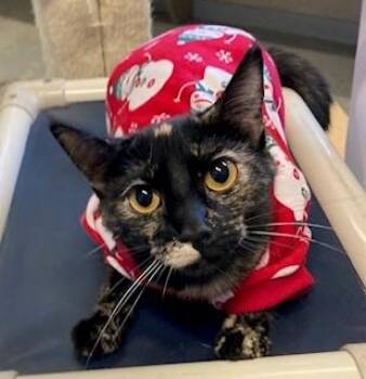 Rescue Domestic Short Hair Cats for Adoption in Mason City, Iowa - Ingram | PetCurious