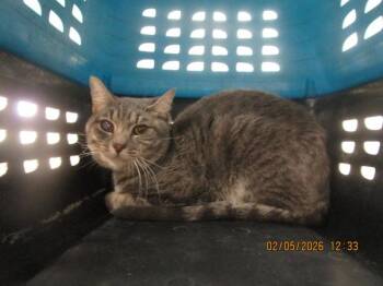 Domestic Short Hair Cats Available for Adoption - Stormy(668) 03.16.26 | PetCurious