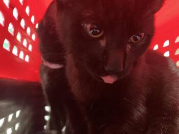 Domestic Short Hair Cats Available for Adoption in Long Beach, California - LOOMA | PetCurious