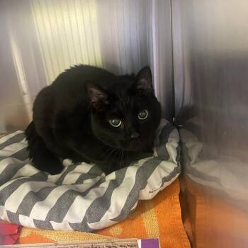 Ramona -  Domestic Short Hair and Mixed Breed Cat for Adoption in Burlington, Ontario - Ramona | PetCurious