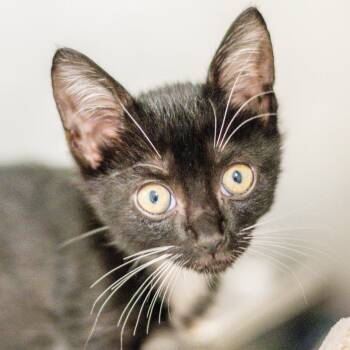 Randy -  Domestic Short Hair Cat for Adoption in Hilton Head Island, South Carolina - Randy | PetCurious
