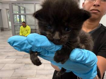 Domestic Long Hair Cats Available for Adoption in Charlotte, North Carolina - CLAWDIA | PetCurious