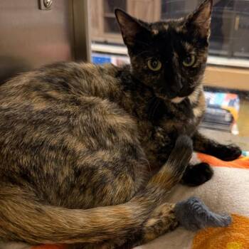Pepper -  Domestic Short Hair Cat for Adoption in Hemet, California - Pepper | PetCurious