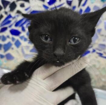 Domestic Short Hair Cats Available for Adoption in Pensacola, Florida - SPLASH PAD | PetCurious