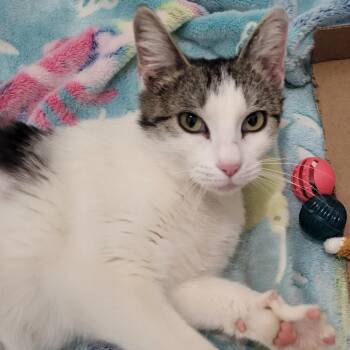 Domestic Short Hair Cats Available for Adoption in Las Vegas, Nevada - Tilde 53837 | PetCurious