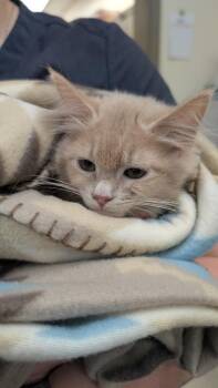 7841 Waffle -  Domestic Medium Hair Cat for Adoption in Hartwell, Georgia - 7841 Waffle | PetCurious