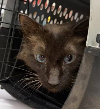 Theo -  Siamese Cat for Adoption in Golden, Colorado - Theo | PetCurious