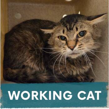 Marcus -  Domestic Short Hair Cat for Adoption in Asheville, North Carolina - Marcus | PetCurious