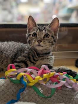 Titania -  Tabby and Domestic Short Hair Cat for Adoption in Pearland, Texas - Titania | PetCurious