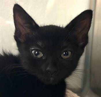 ELLA* -  Domestic Short Hair Cat for Adoption in Santa Cruz, California - ELLA* | PetCurious