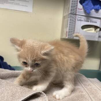 Periwinkle -  Domestic Long Hair Cat for Adoption in Pasadena, California - Periwinkle | PetCurious