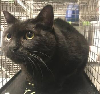 BLAZE -  Domestic Medium Hair Cat for Adoption in Conroe, Texas - BLAZE | PetCurious