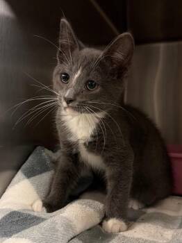 Bronco -  Domestic Short Hair Cat for Adoption in Ocala, Florida - Bronco | PetCurious