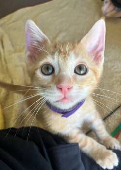 IRON MAN -  Domestic Short Hair Cat for Adoption in Tustin, California - IRON MAN | PetCurious