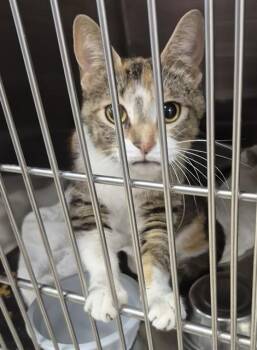 Domestic Short Hair Cats Available for Adoption in Decatur, Illinois - ARIADNE | PetCurious