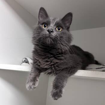 Dracula -  Domestic Long Hair Cat for Adoption in Uniontown, Pennsylvania - Dracula | PetCurious