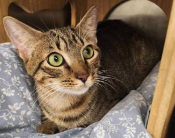 Roman - PSP Foster Home -  Domestic Short Hair Cat for Adoption in Oakland Park, Florida - Roman - PSP Foster Home | PetCurious