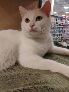 Rescue Domestic Short Hair Cats for Adoption in Niles, Michigan - Nimbus | PetCurious