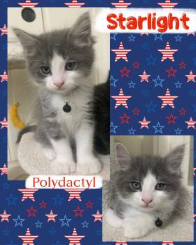 Starlight -  Extra Toes Cat Hemingway Polydactyl Cat for Adoption in Pasco, Washington - Starlight | PetCurious