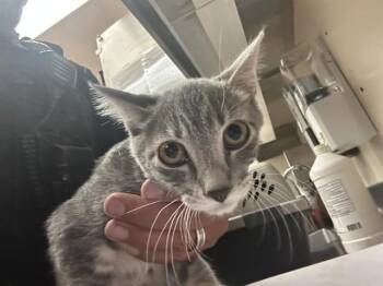 BOWIE -  Domestic Short Hair Cat for Adoption in Martinez, California - BOWIE | PetCurious